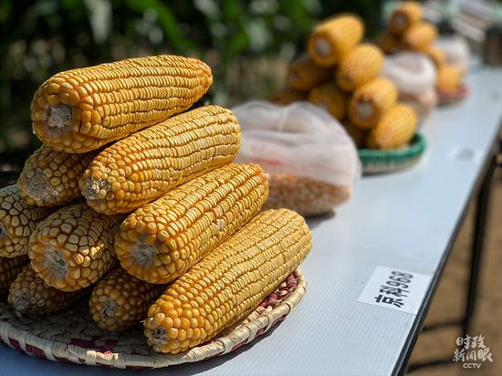 △梨树模式让玉米亩产量从2007年的650公斤提高到现在800公斤以上。（总台央视记者邢彬拍摄）