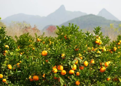 恭城瑶族自治县洋石村柑橘基地.png