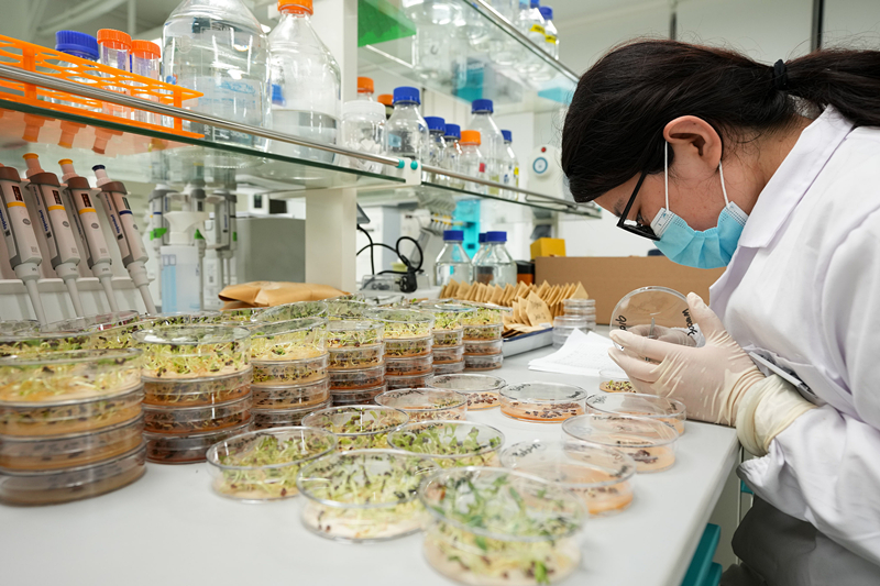 2022年4月11日,海南三亚崖州湾科技城的崖州湾种子实验室,科研人员正在观察种子样本。 2022年4月11日,海南三亚崖州湾科技城的崖州湾种子实验室,科研人员正在观察种子样本。