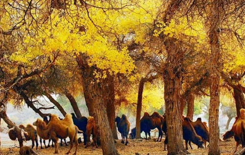 1750516206947263.jpg 九棵树养殖基地.jpg