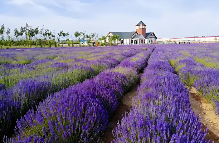 第四师可克达拉薰衣草文化产业园.jpg